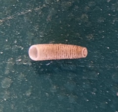 Caecum pulchellum
