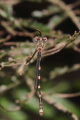 Austrolestes leda