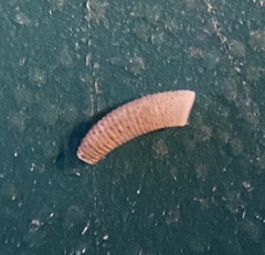 Caecum pulchellum