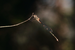 Austrolestes leda