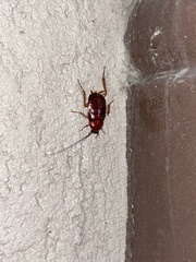 Blattodea