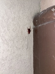 Blattodea