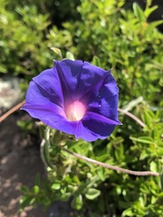 Ipomoea pubescens
