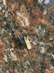Lepidoptera