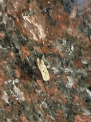 Lepidoptera