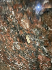 Lepidoptera