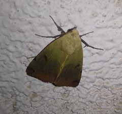 Ophiusa tirhaca