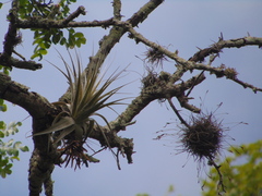 Tillandsia gardneri