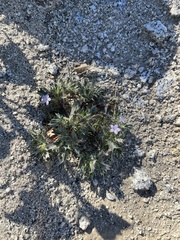 Langloisia setosissima setosissima