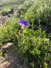 Ipomoea pubescens