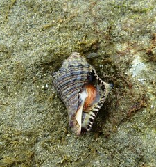 Cymia tectum