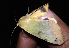 Ophiusa tirhaca