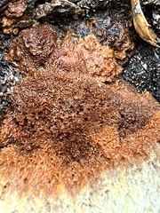 Pycnoporellus alboluteus