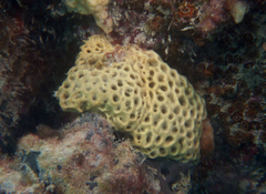 Holopsamma laminaefavosa