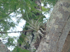 Tillandsia gardneri