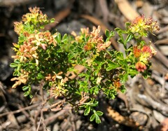 Dodonaea humilis