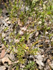 Phyllanthus calycinus
