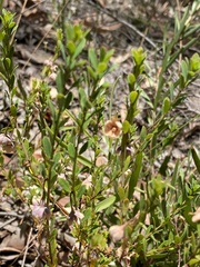 Phyllanthus calycinus