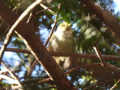 Phylloscopus proregulus