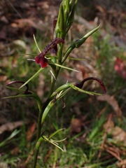 Cryptostylis leptochila