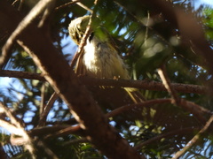 Phylloscopus proregulus
