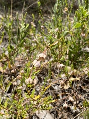 Phyllanthus calycinus
