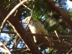 Phylloscopus proregulus