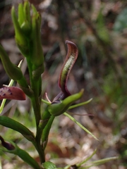 Cryptostylis leptochila