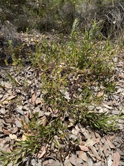 Phyllanthus calycinus