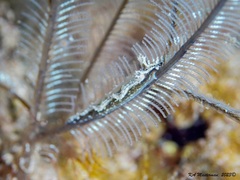 Lomanotus