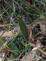 Cryptostylis leptochila