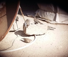 Streptopelia senegalensis