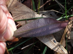 Cryptostylis leptochila