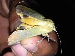 Ophiusa tirhaca