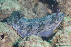 Dendrodoris krusensternii