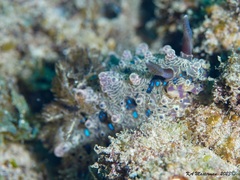 Dendrodoris krusensternii