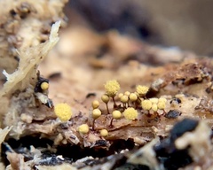 Hemitrichia