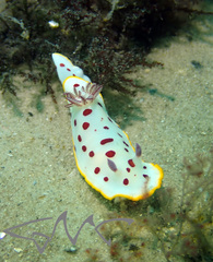 Goniobranchus splendidus