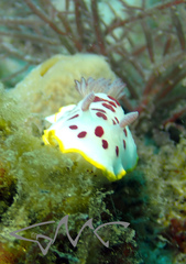 Goniobranchus splendidus