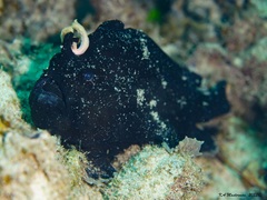 Antennarius striatus