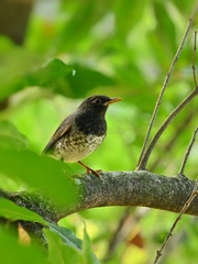 Turdus cardis