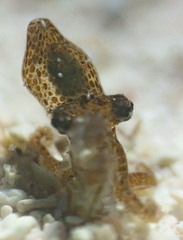 Sepioteuthis sepioidea