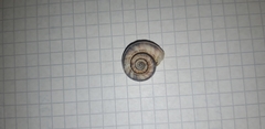 Xerolenta obvia