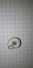 Xerolenta obvia