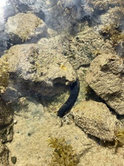 Holothuria leucospilota