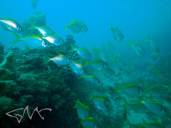 Schuettea scalaripinnis