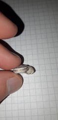 Xerolenta obvia