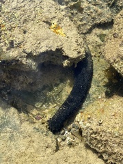Holothuria leucospilota