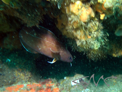 Lotella rhacina