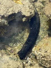 Holothuria leucospilota